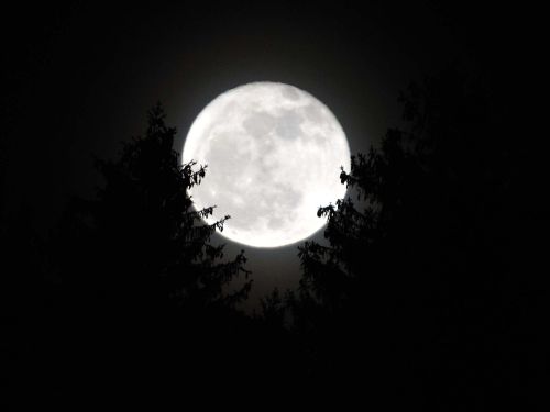 Luna piena abbracciata agli alberi